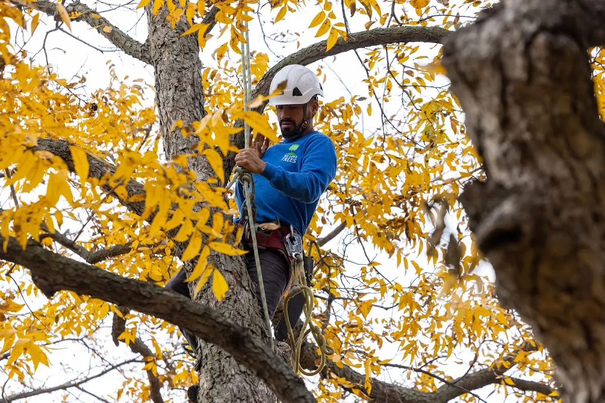 Skilled Tree Trimming crew working in Friendship